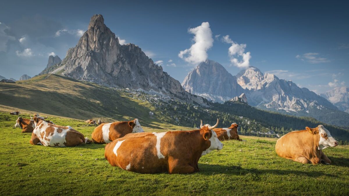Mujer de 67 años muere atacada por un rebaño de vacas en Tirol, Austria