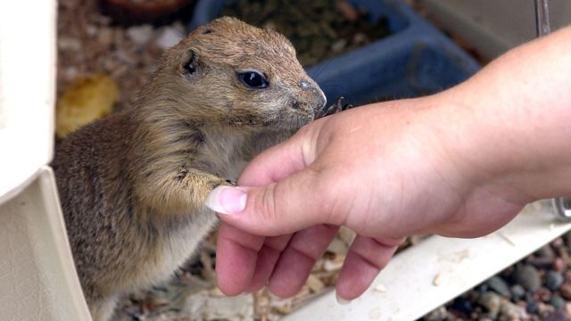 Qué es la viruela símica y cómo se transmite