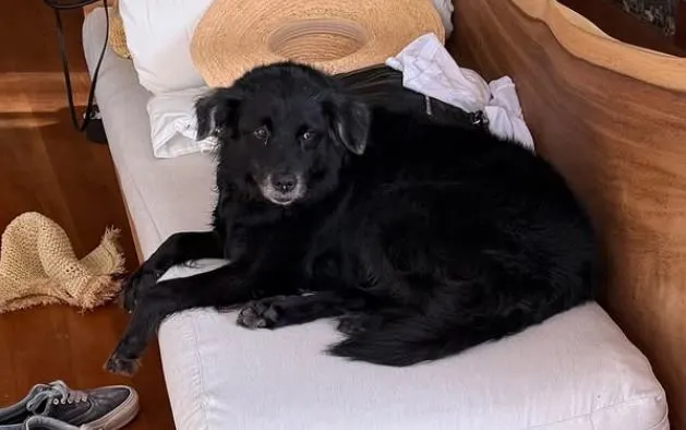 Tokischa, entre lágrimas, mantiene la búsqueda de su perrita Espiral; seguimos buscando día y noche
