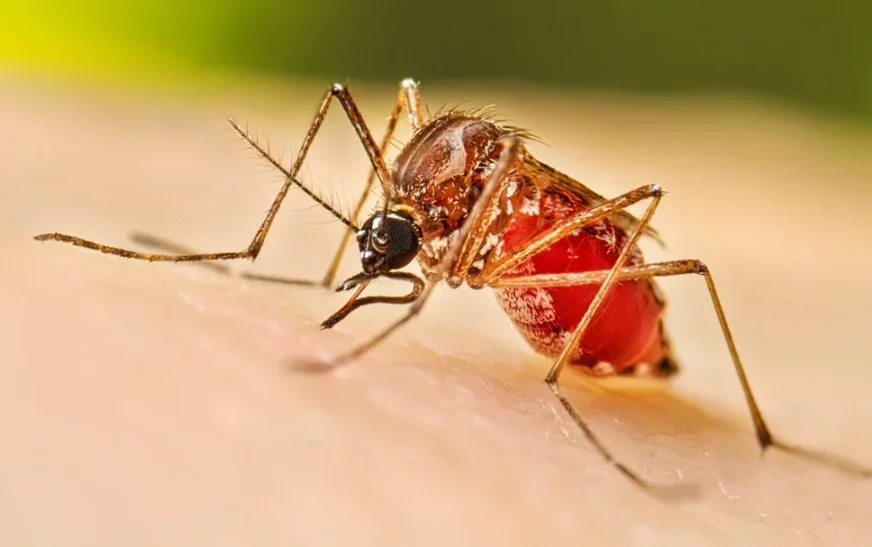 Salud Pública reporta 9 casos de dengue; suman 171 en lo que va del año