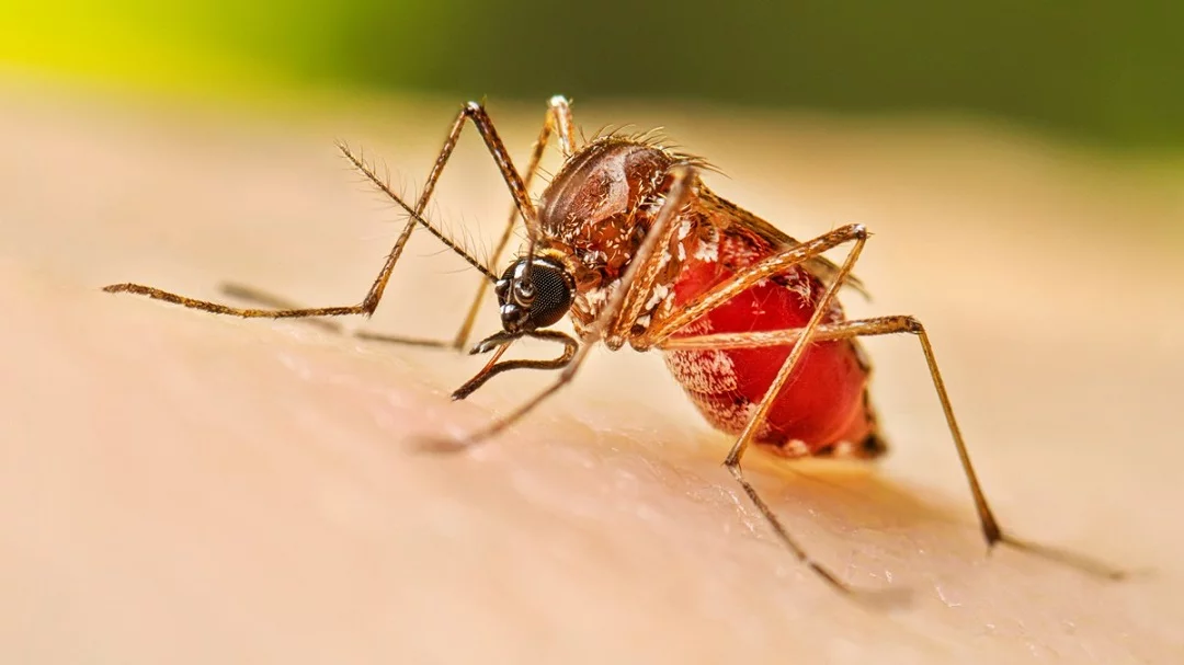 Salud Pública reporta 9 casos de dengue; suman 171 en lo que va del año