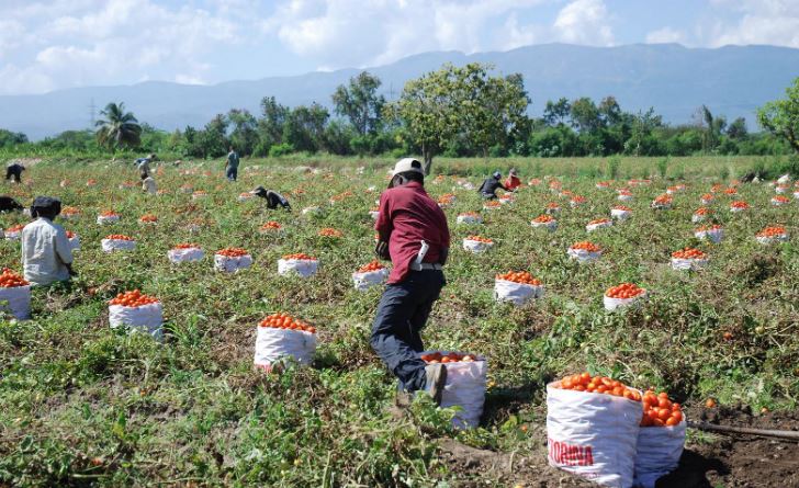 Azua sería por ley la capital del tomate, eso ¿para qué sirve?